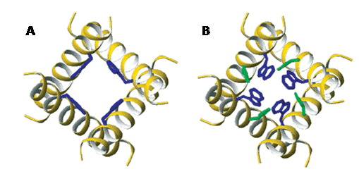 Figure 12 shows the side chain conformations of Trp41 and His37 in the transmembrane domain of the M2 proton channel from influenza A virus
