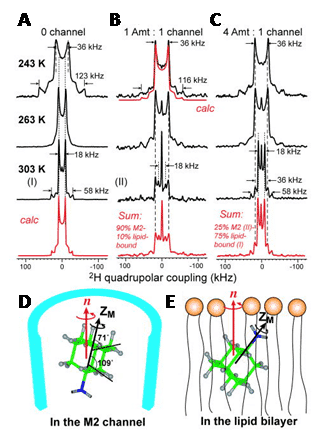 Figure 5 shows the deuterium solid-state NMR analysis of amantadine binding to M2 proton channel from nmr active nuclei influenza A virus