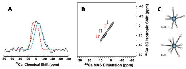 Figure 18 shows the calcium-43 MAS experiments probing the interaction of osteocalcin bone protein with calcium sites in 5% carbonated apatite.