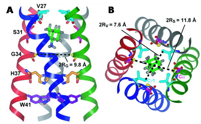 Figure 10 shows the solid-state NMR structure of amantadine-bound M2 proton channel in lipid bilayers