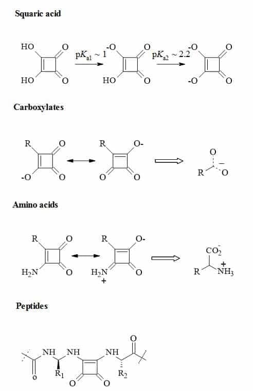 Metaphors of carboxylic acids, amino acids and peptides to their corresponding squaryl derivatives