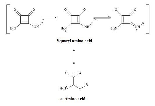 Squaramide – amino acid synergy