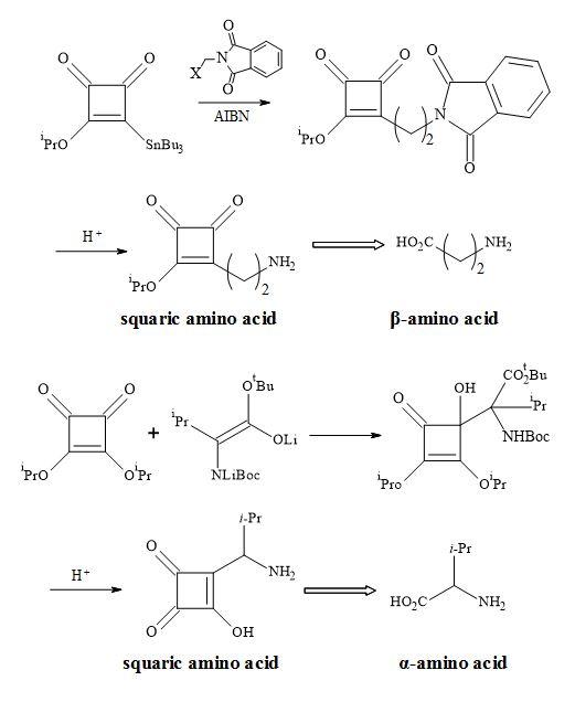 Synthesis of squaryl amino acid metaphors