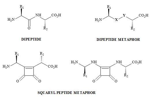 Peptide bond squarate metaphor