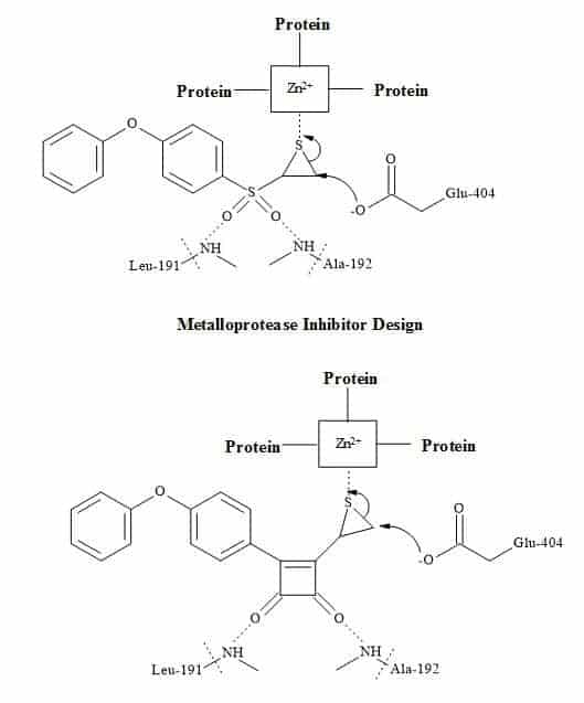 Matrix metalloprotease metaphors