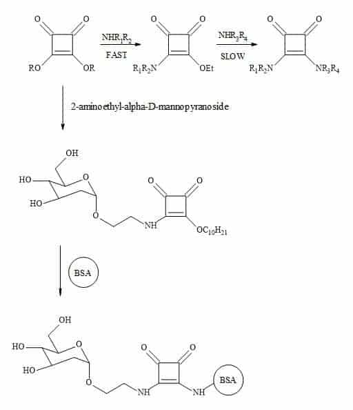 Tietze’s methodology towards squaramide conjugation with biomolecules