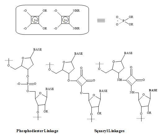 Phosphodiester linkage and squaryl metaphors