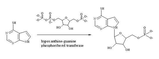 Bioactivation of 6-mercaptopurine
