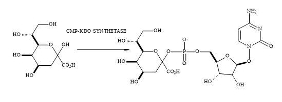 Synthesis of KDO