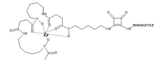 Zirconium-89 DFO-squaramide PET imaging agent