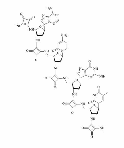 Squaramide DNA