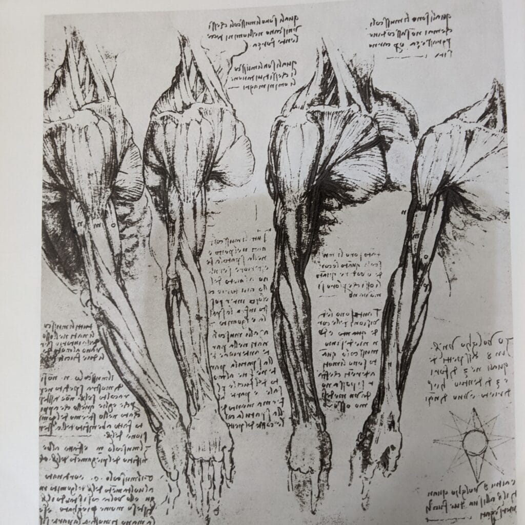 muscles of upper limb