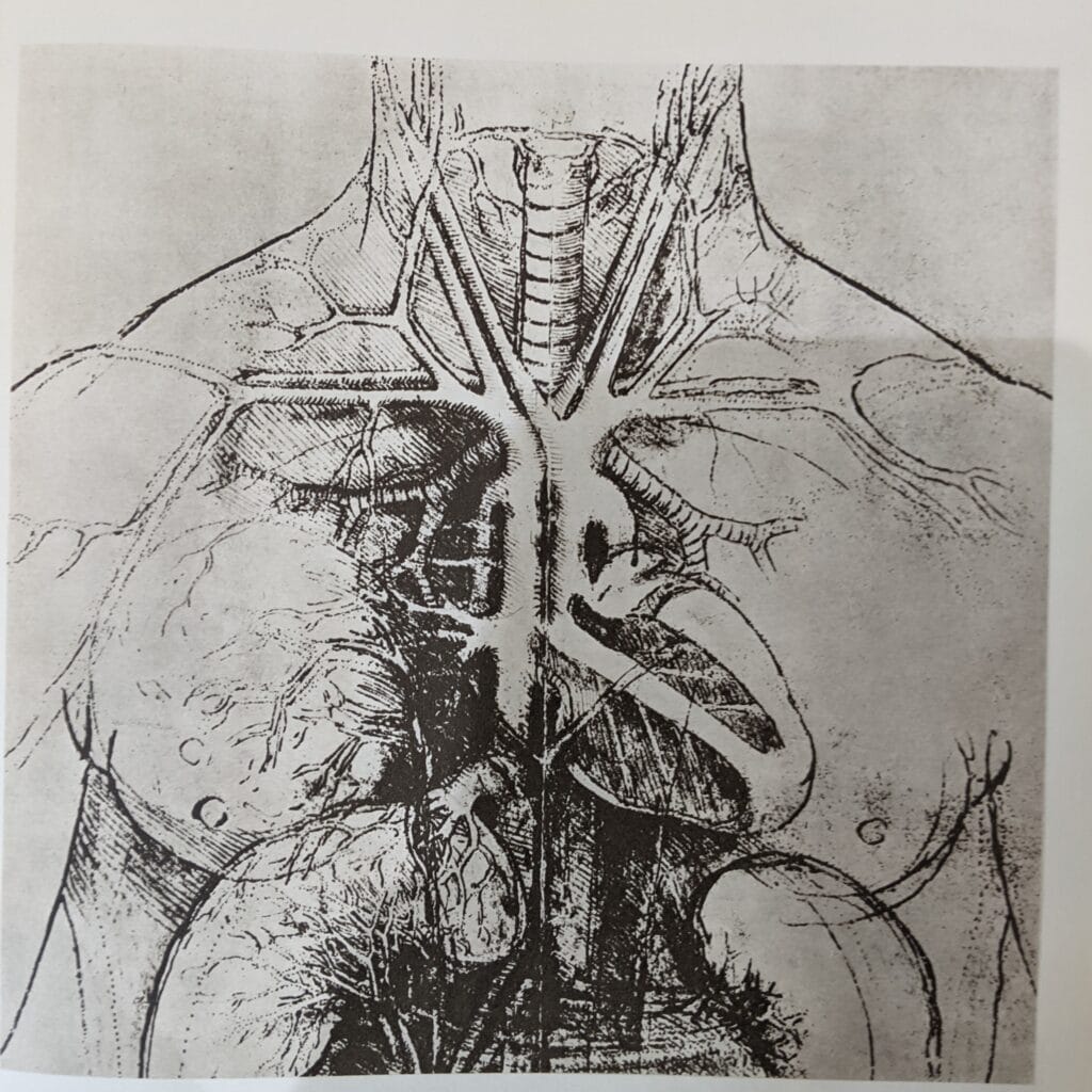 organs of the thoracic cavity