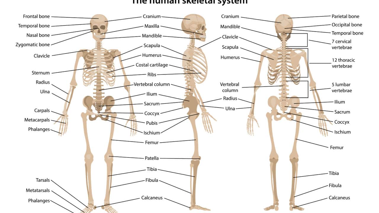 Medical imaging of the human skeleton enables accurate diagnosis, treatment planning, and monitoring of diverse bone-related conditions.