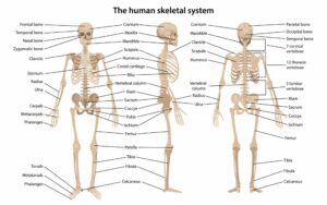 Medical imaging of the human skeleton enables accurate diagnosis, treatment planning, and monitoring of diverse bone-related conditions.
