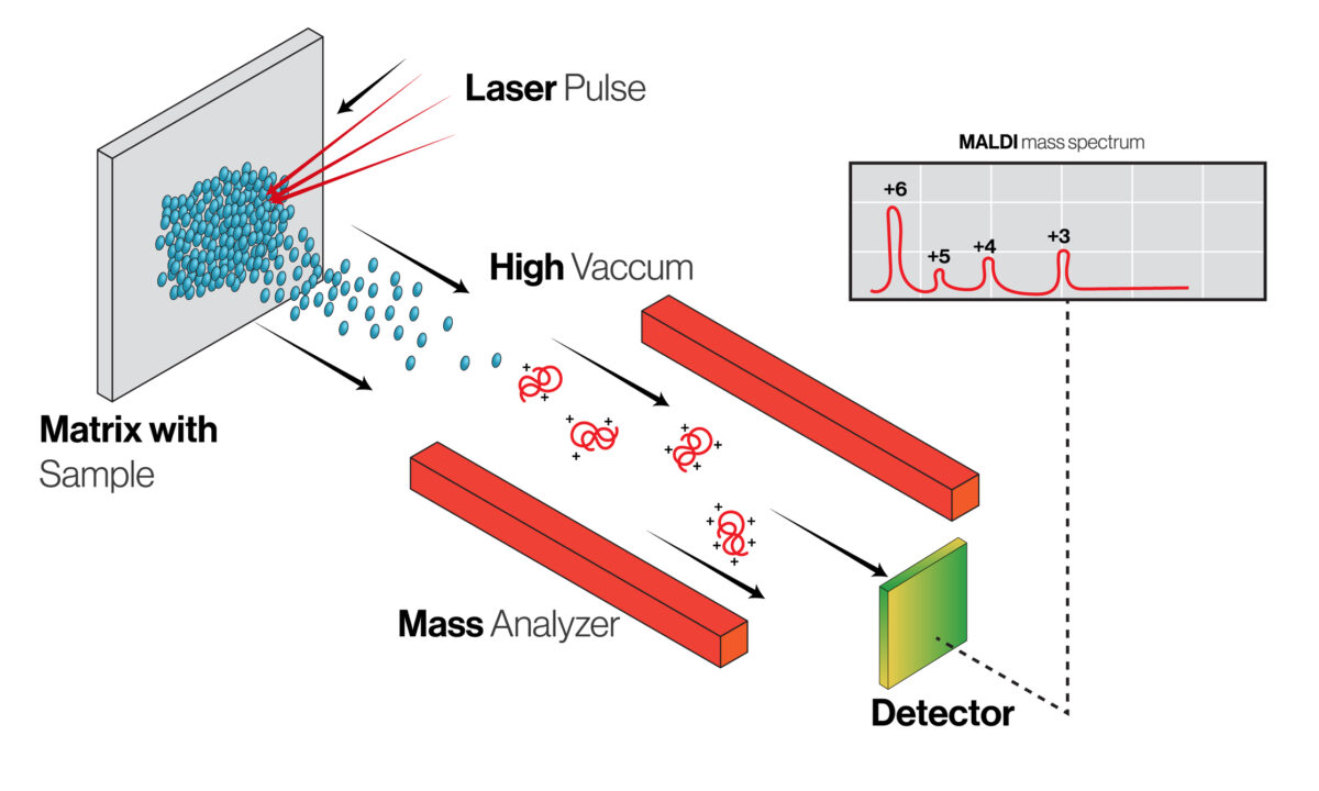Accelerated mass spectrometry enhances sensitivity in ADME studies