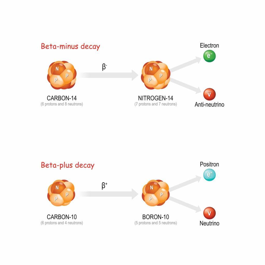 Beta-plus and beta-minus decay involve positron and electron emission processes