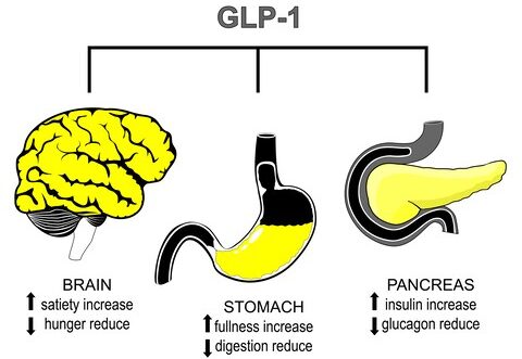 Glucagon-Like Peptide-1 Weight Loss Therapy drugs