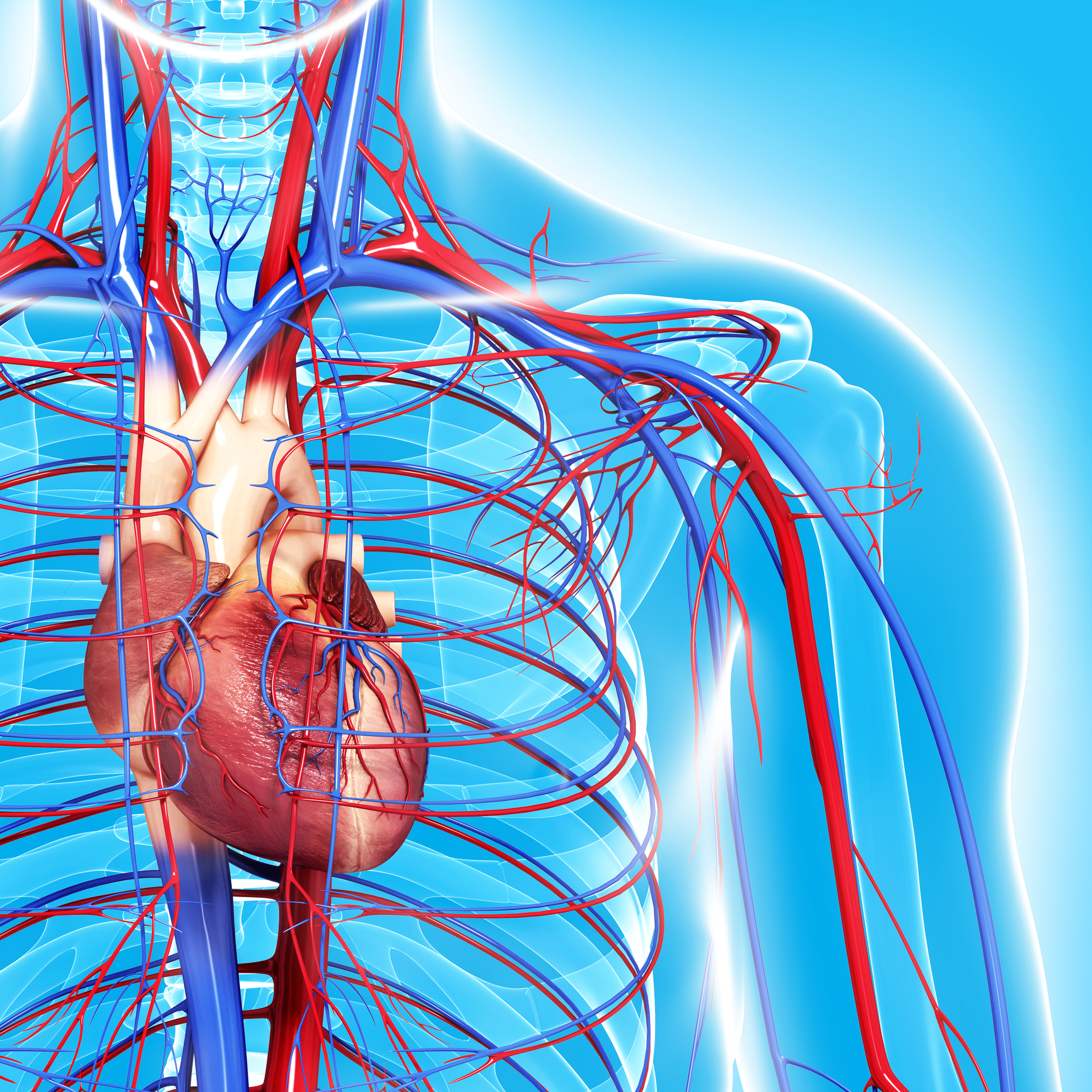 Blood circulation delivers oxygen, nutrients, and removes waste, supporting overall health