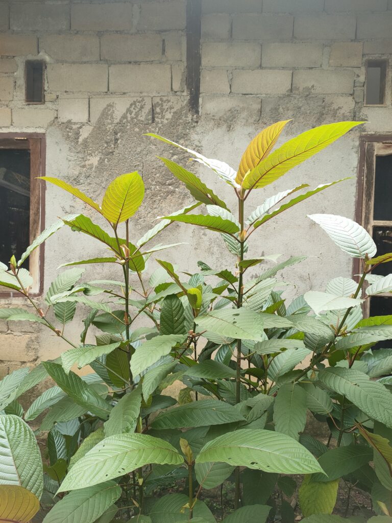 Red Thai Kratom capsules offer natural relief and enhanced focus daily