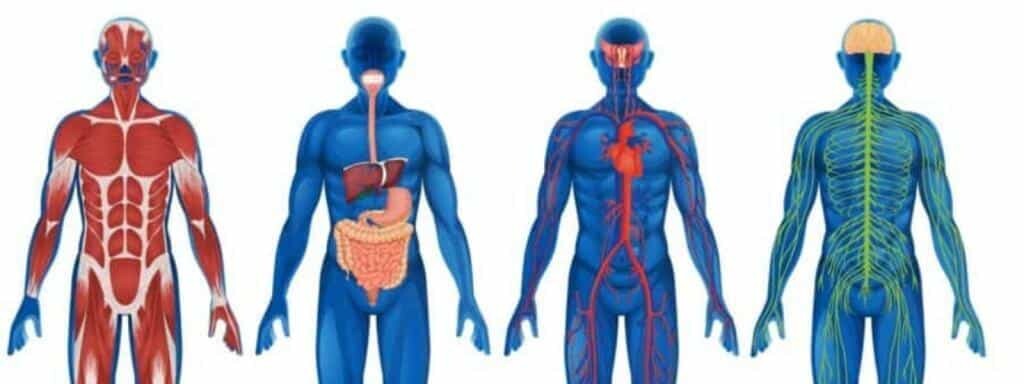 Medical human anatomy explores body structures through dissection, histology, embryology, and neuroanatomy