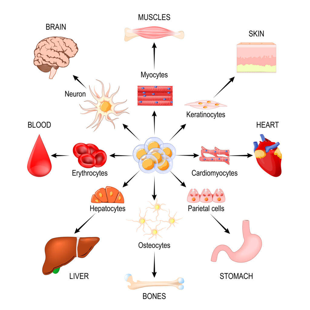 Stem cell therapies promote healing by regenerating damaged tissues and organs