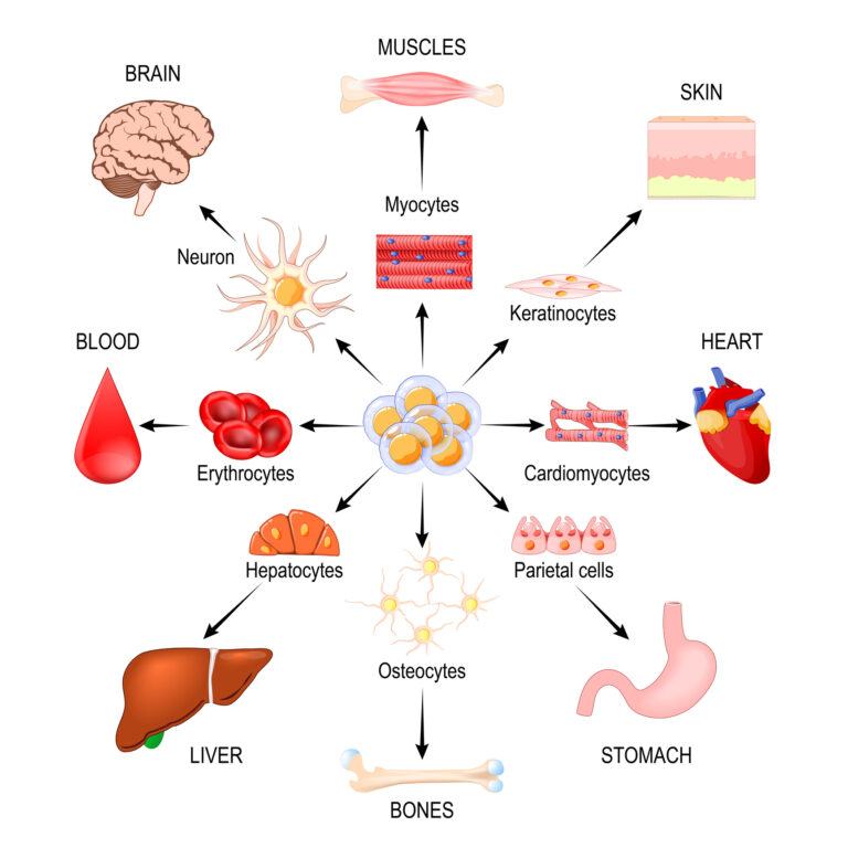 Stem cell therapies promote healing by regenerating damaged tissues and organs
