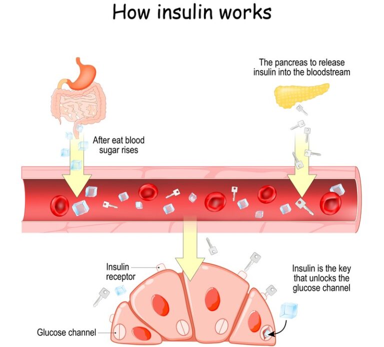 How the Pancreas Works in the Human Body