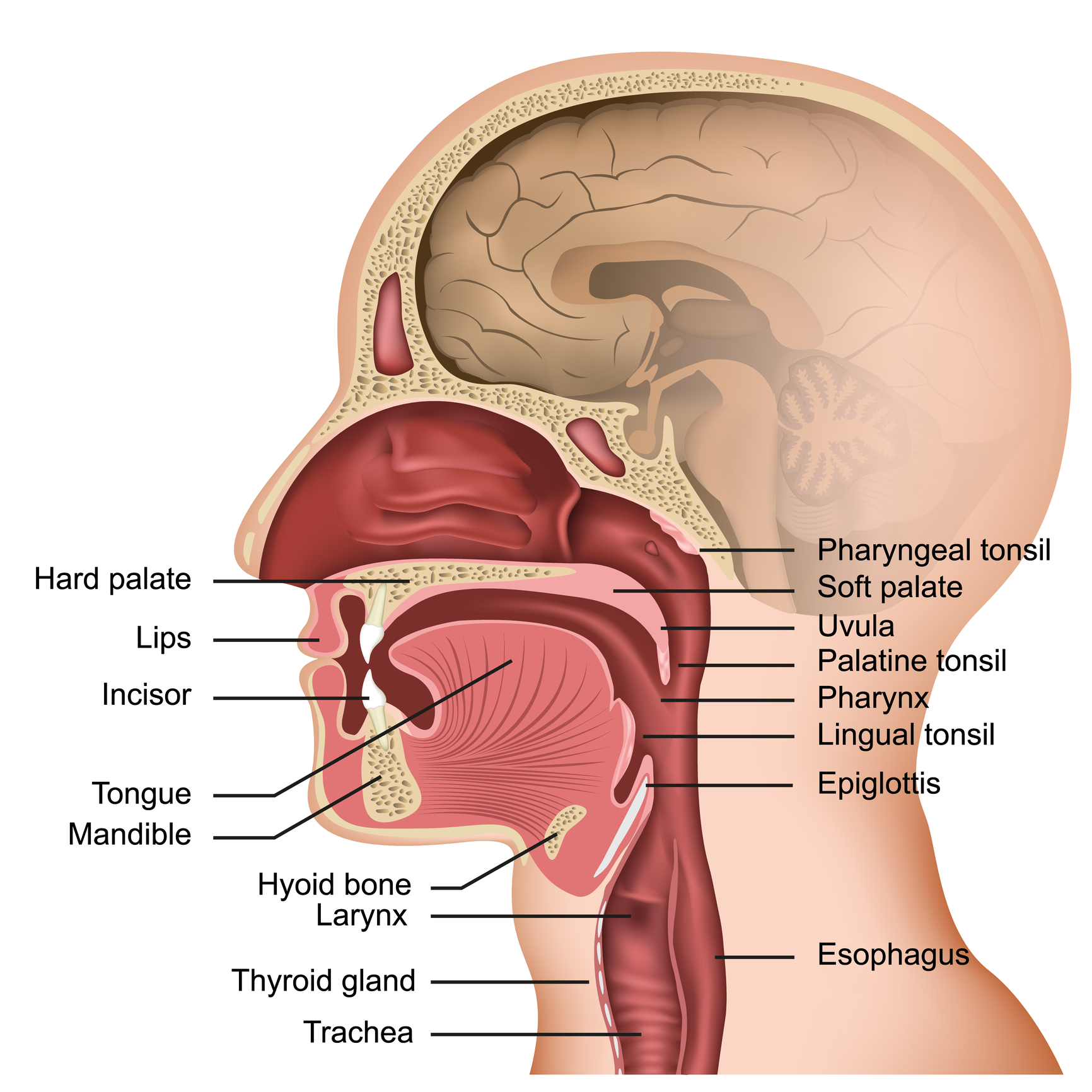 Tongue-tie and lip-tie corrections can improve speech and feeding