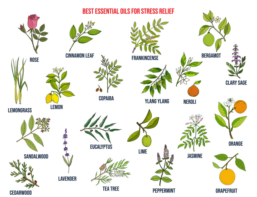 Apply diluted copaiba oil daily for natural relief and relaxation