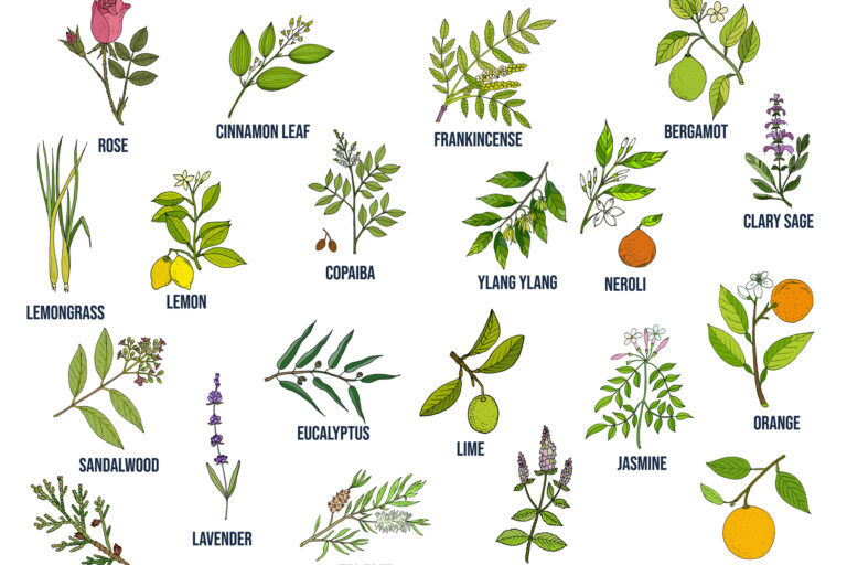 Apply diluted copaiba oil daily for natural relief and relaxation