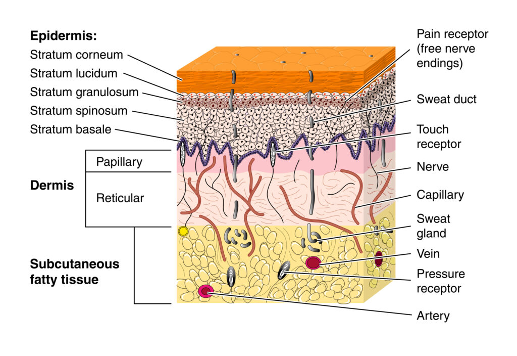 The skin’s natural barrier protects against moisture loss and irritants
