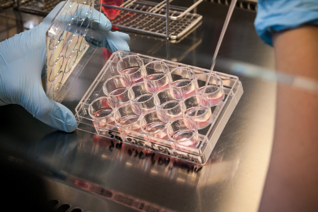 stem cells have the amazing capacity to grow into many different cell types