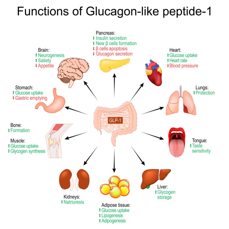 GLP-1 regulates appetite, blood sugar, and supports metabolic health
