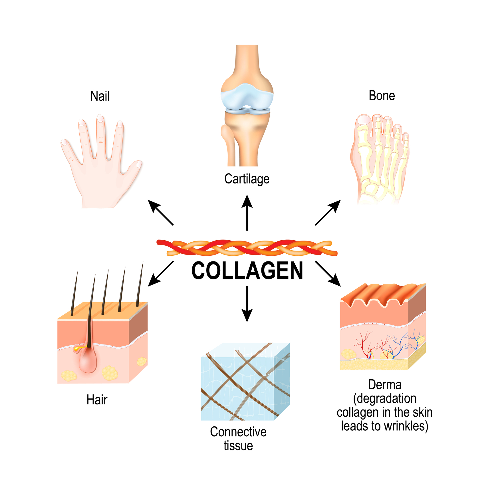 Consistent daily intake matters more than specific collagen timing in 2025