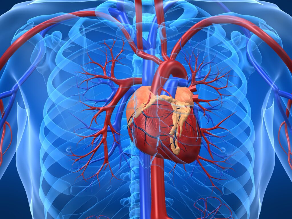 AI and image processing support mitral stenosis detection in echocardiography