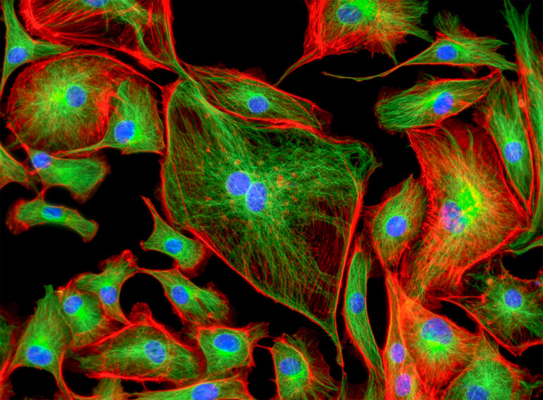 Cell imaging with microplate fluorometers enables sensitive, high-throughput biological analysis