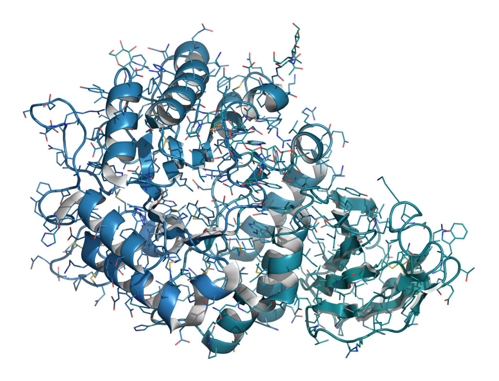 Follistatin-344 is a shortened form of the native glycoprotein follistatin