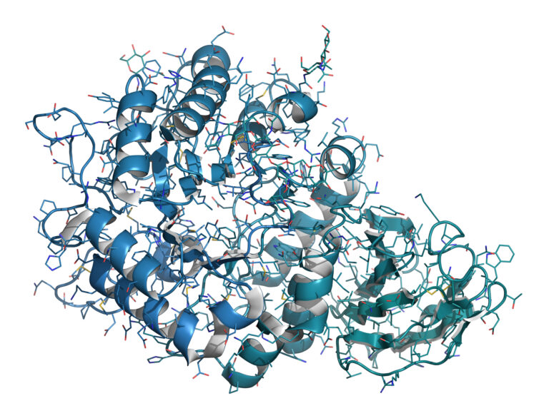 Follistatin-344 is a shortened form of the native glycoprotein follistatin