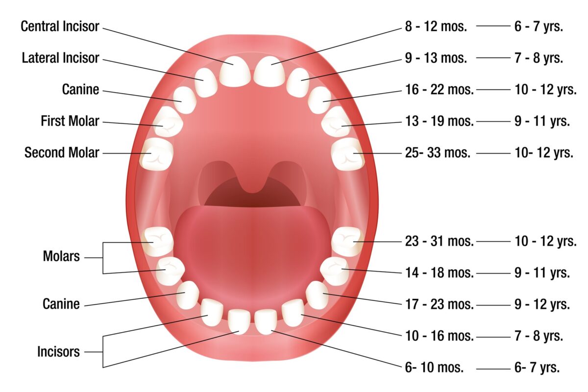 Teething usually lasts several months during early childhood