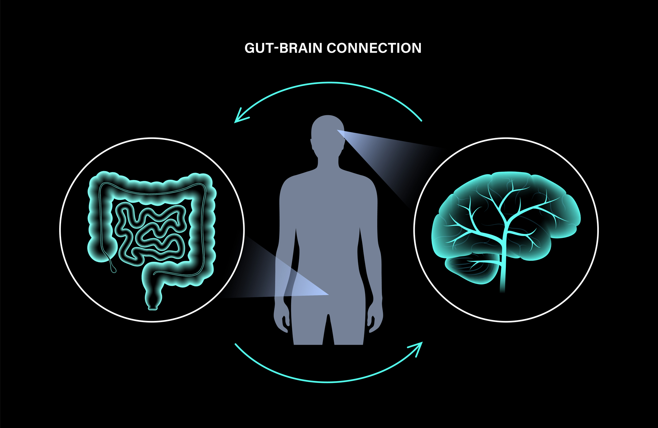 The gut-brain connection regulates appetite, mood, and overall human health