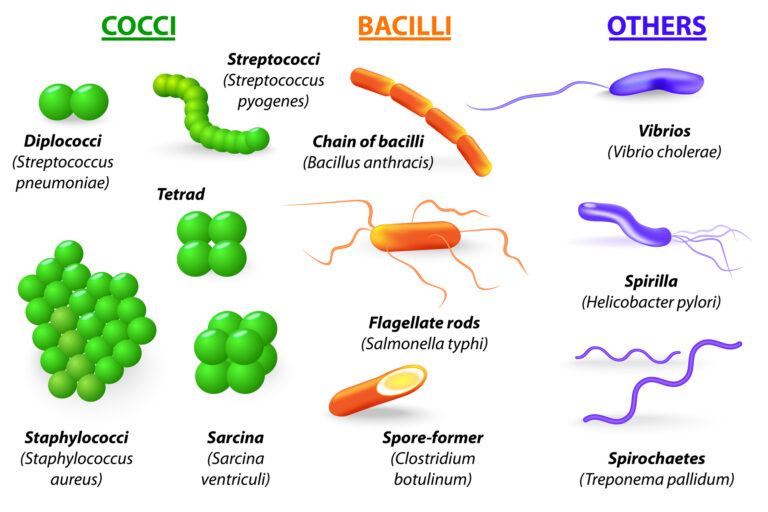 Many bacterial infections are contagious, spreading through contact, droplets, food