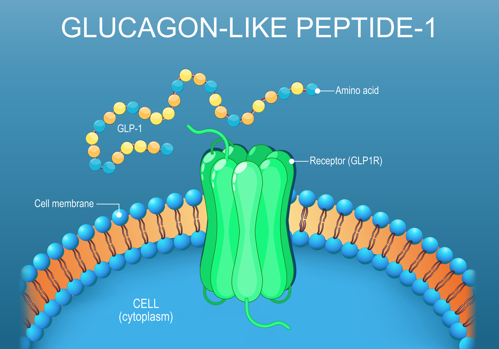 GLP-1 receptor agonists may help protect neurons beyond diabetes treatment