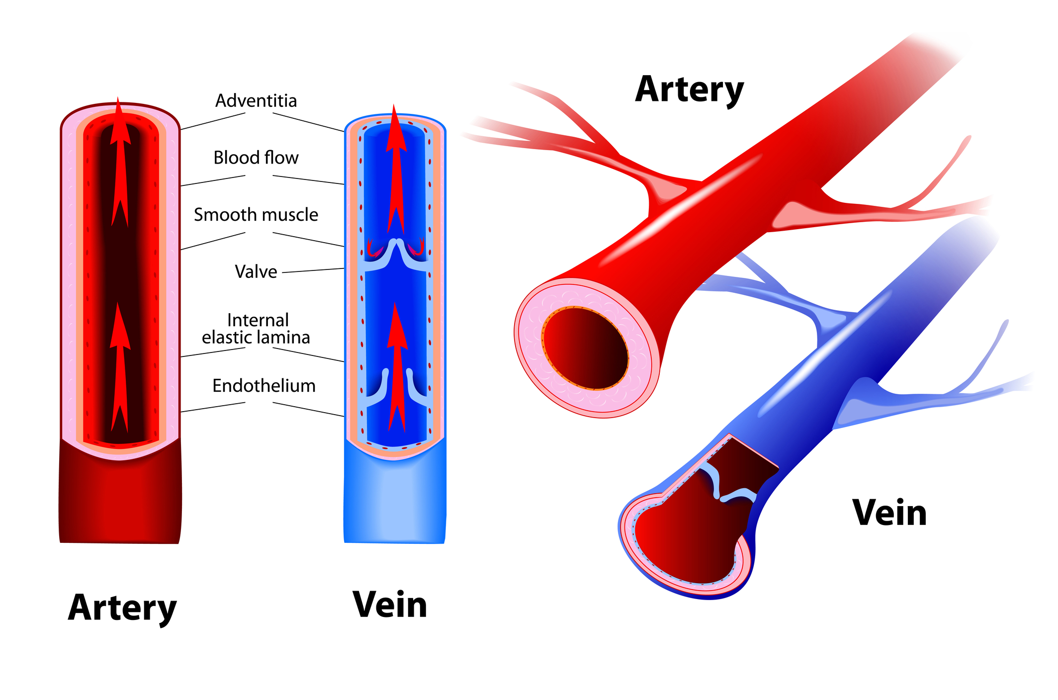 Evidence-Based Medicine in Vein Care improves patient outcomes through research