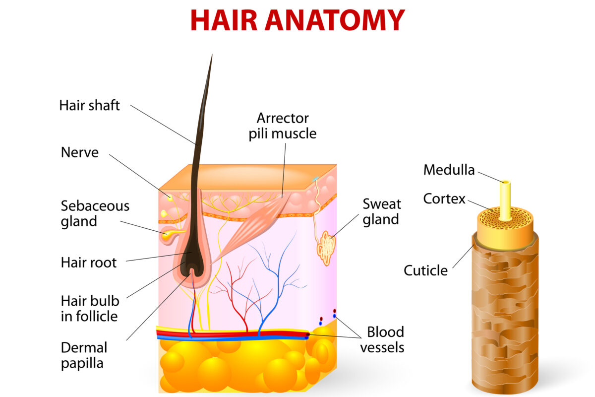 Balanced nutrition supports healthy hair growth through consistent nourishment daily