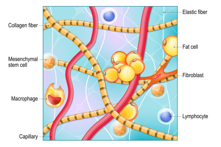 Extracellular matrix provides structural support and regulates cellular communication continuously